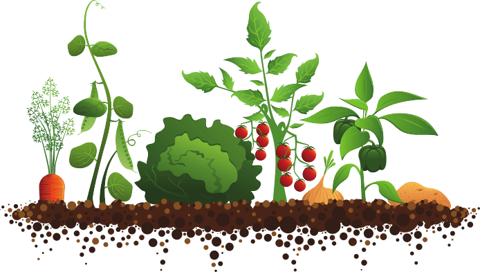 Drip irrigation system