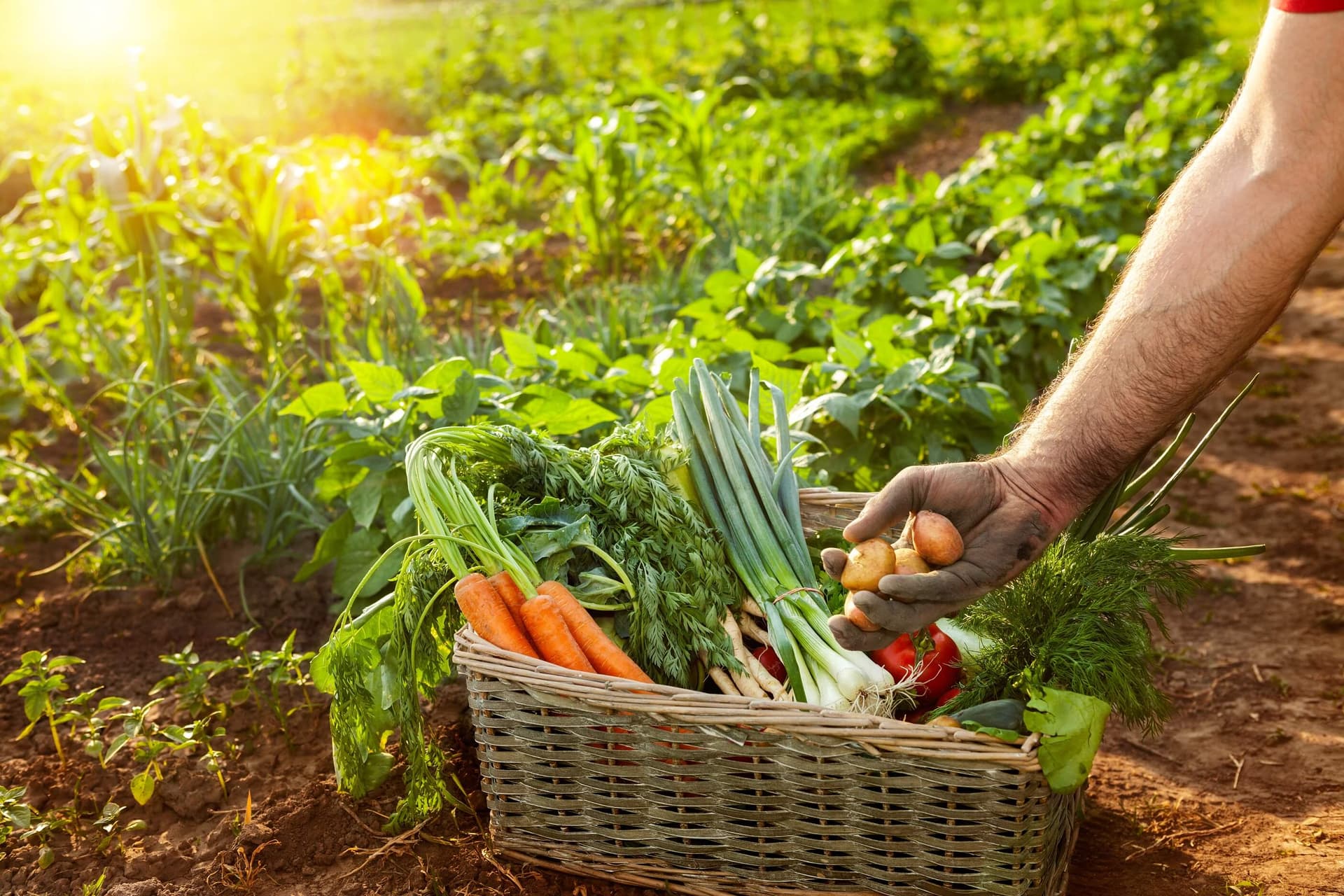 Fresh vegetables in a basket from the garden