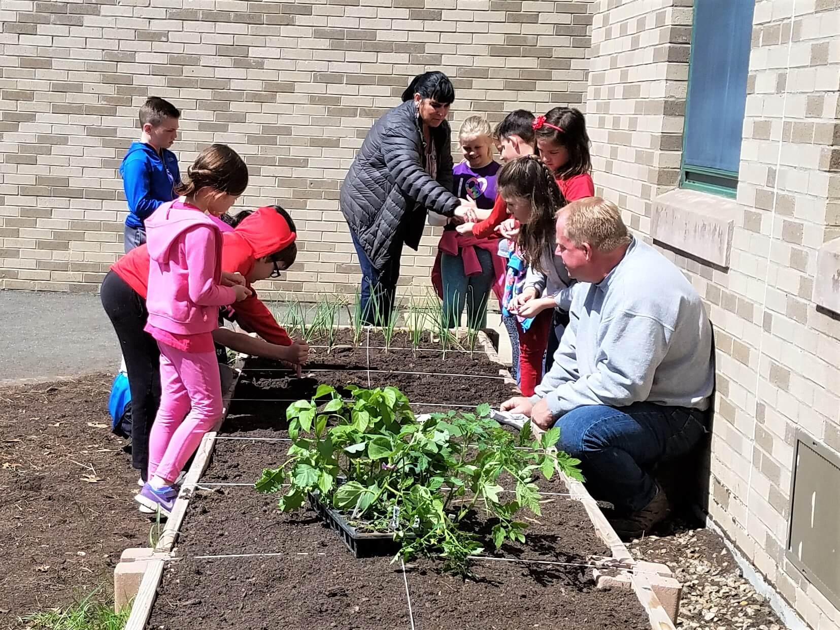 Kids and adults planting in raised garden bed at school
