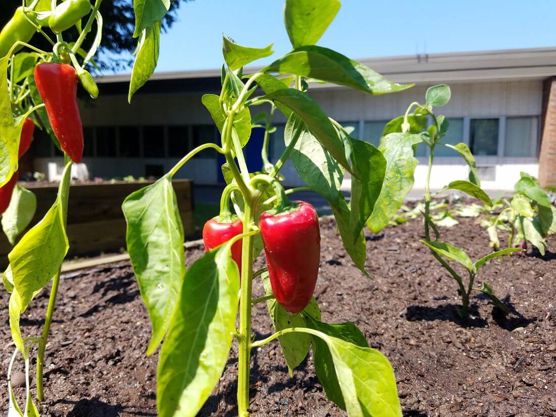 Red peppers growing in school garden