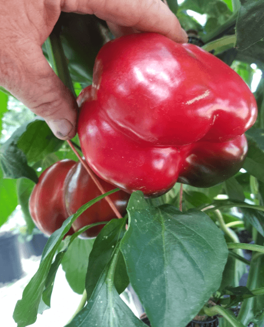 Hand holding fresh red bell pepper from garden