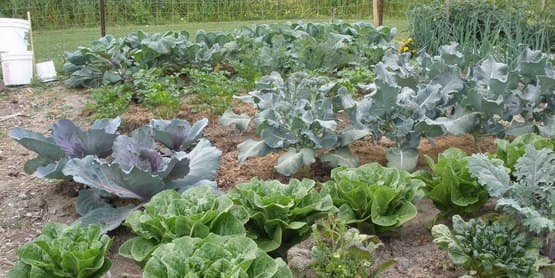 Community garden
